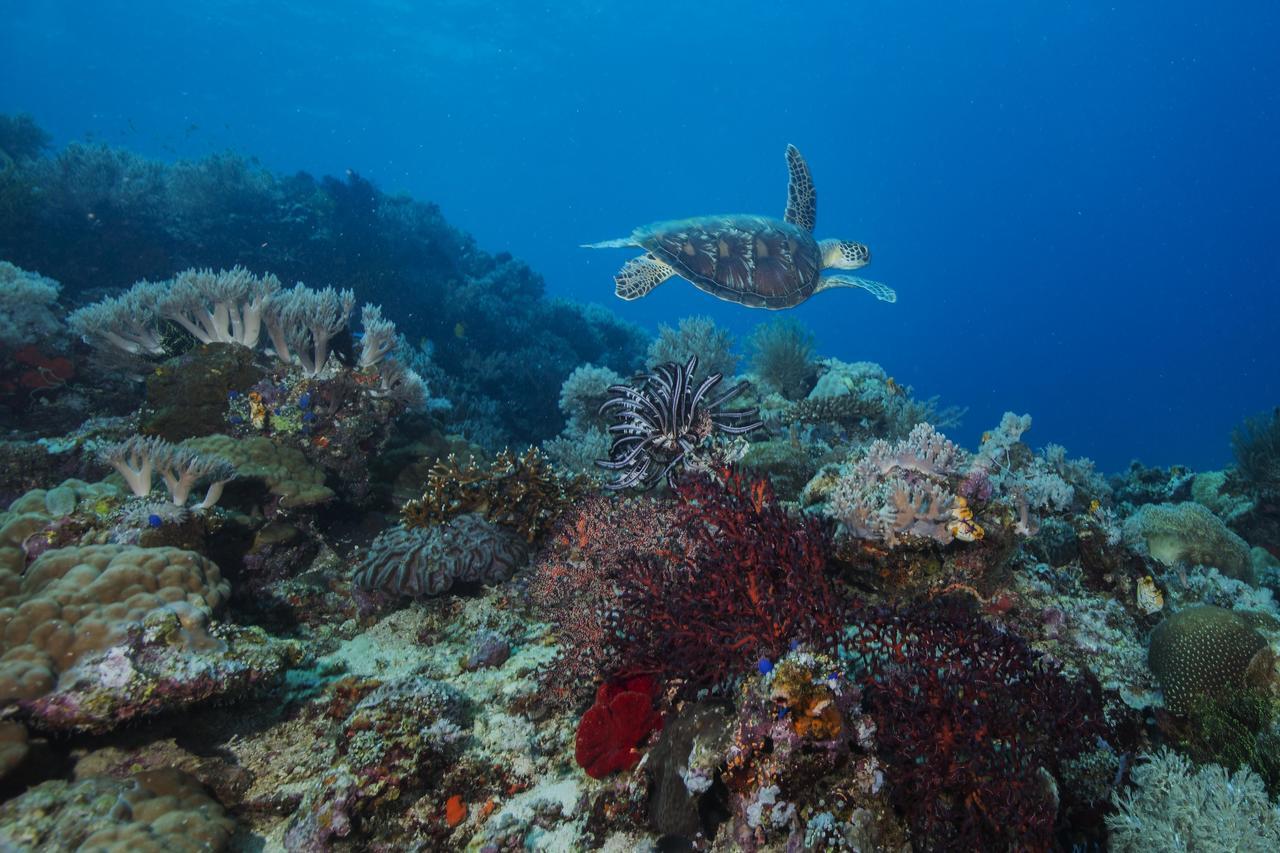 Salamangka Beach And Dive Resort San Juan  Buitenkant foto